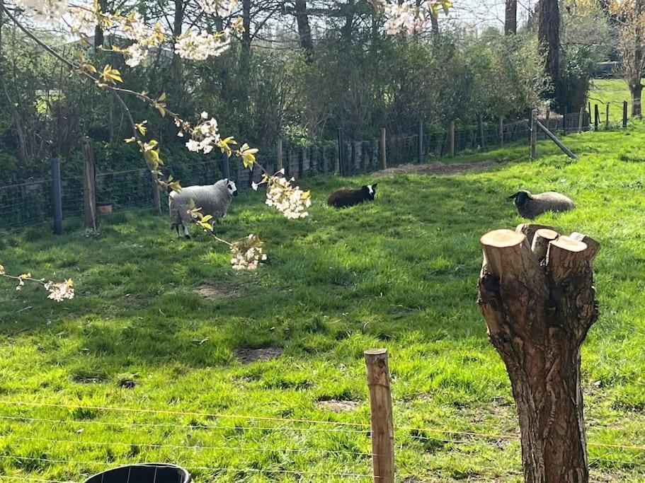 Hoeve Hooierzele Waasmunster Dış mekan fotoğraf