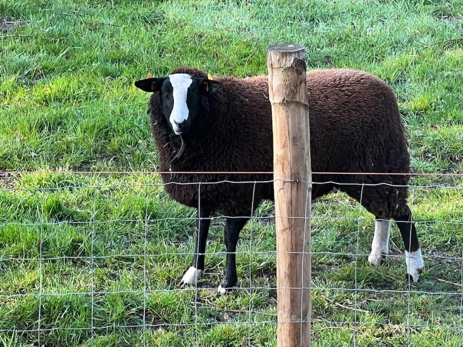 Hoeve Hooierzele Waasmunster Dış mekan fotoğraf